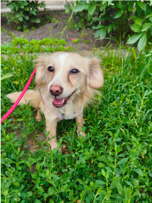 Adopter LOLA, a adopter!