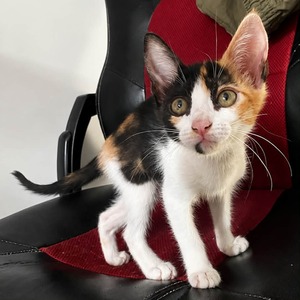 Adopter POUTIOU