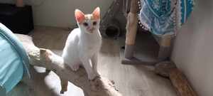 Adopter Freecat