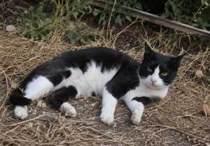 Adopter Chipie