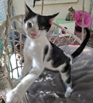 Adopter Buddy