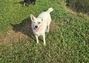 Adopter Blanchette