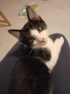 Adopter Leo