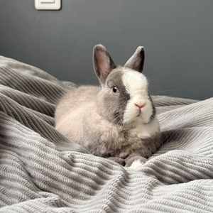 Adopter Tulsi