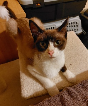 Adopter Calipso