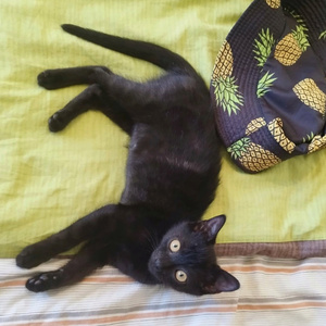 Adopter Erik