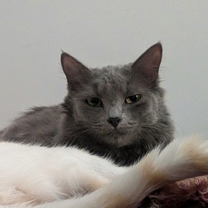 Adopter Kina