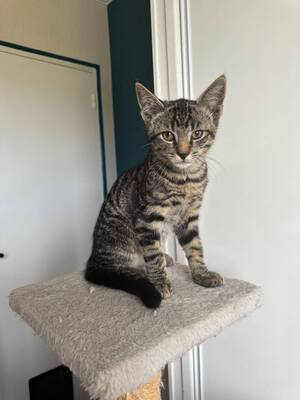 Adopter Tigri