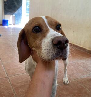 Adopter Blanco