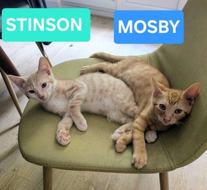 Adopter STINSON ET MOSBY