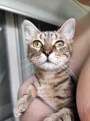 Adopter Isis