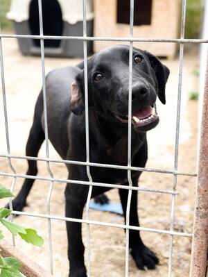 Adopter Senka