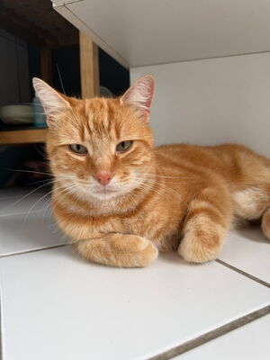 Adopter Phenix