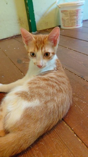 Adopter Rikio 