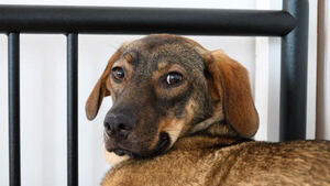 Adopter COCO  *En Urgence! FRANCE*