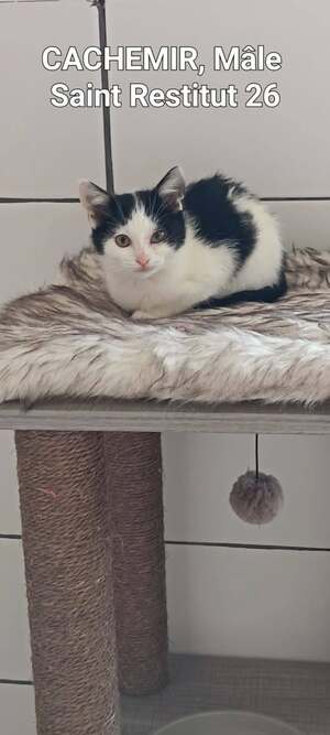 Adopter Cachemire