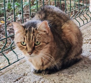 Adopter Choupette