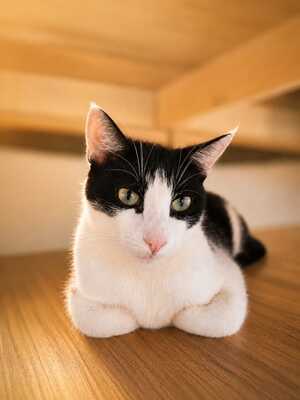 Adopter Loopy