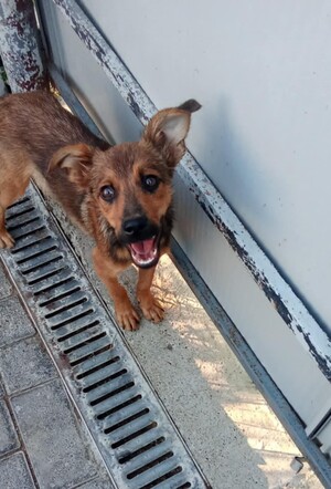 Adopter Babou