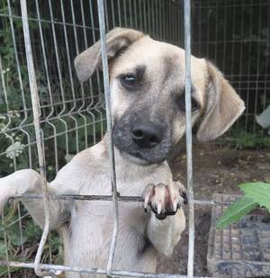 Adopter Gaïa