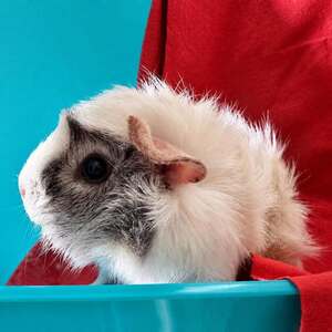 Adopter Flocon 