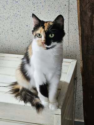 Adopter TRICOLINE