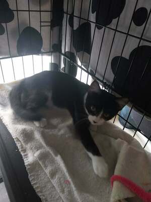 Adopter Biscotte