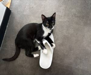 Adopter Fillette