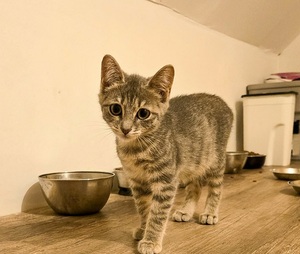 Adopter BERYL