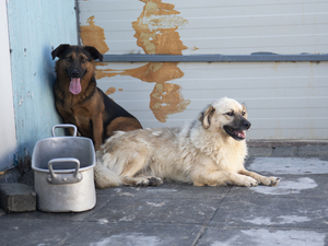 Adopter Jango
