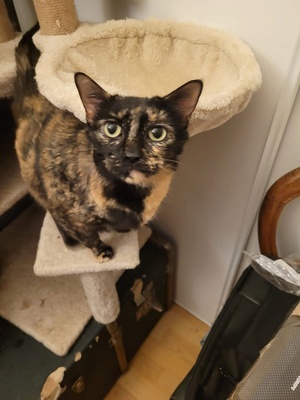 Adopter Moka
