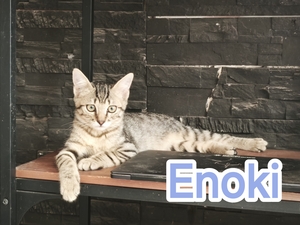 Adopter Enoki