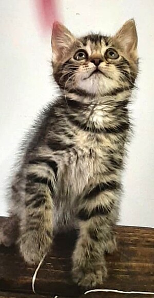 Adopter Drina