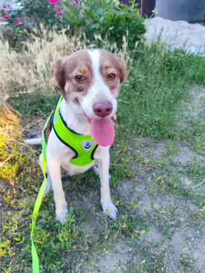 Adopter ZARA, de Ukraine à adopter!