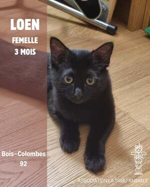Adopter Loen