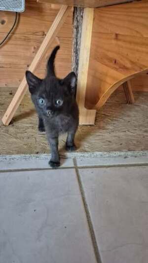Adopter Albator