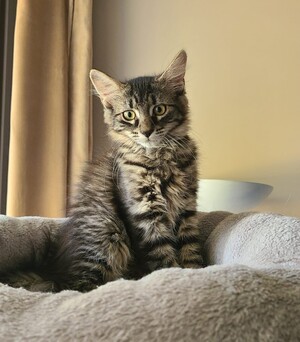 Adopter Rhéa