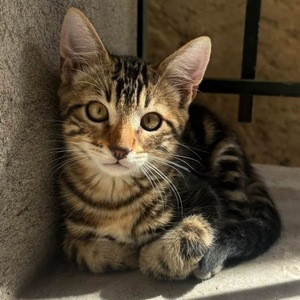 Adopter Taz