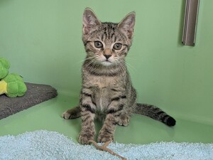 Adopter BETISE