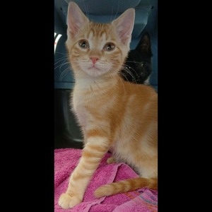 Adopter Sunny