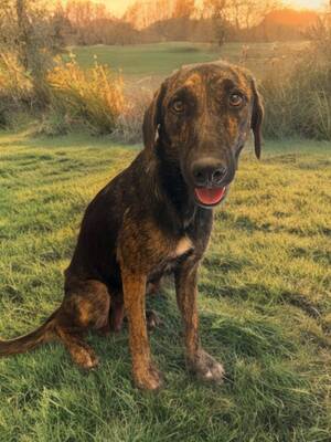 Adopter Shiva