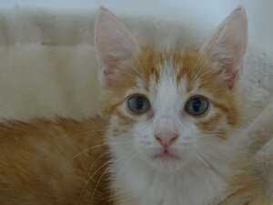Adopter Etincelle 