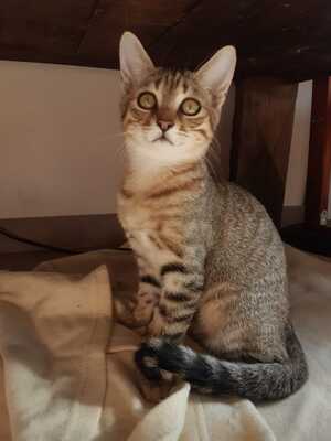 Adopter KARI - MIRA -SILA