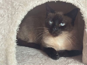 Adopter Lira
