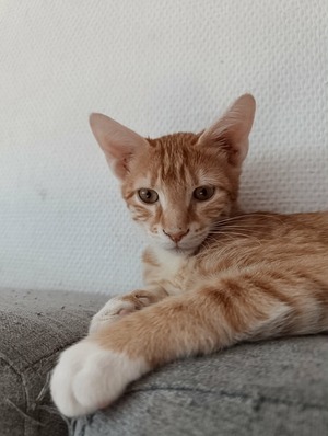 Adopter Sam
