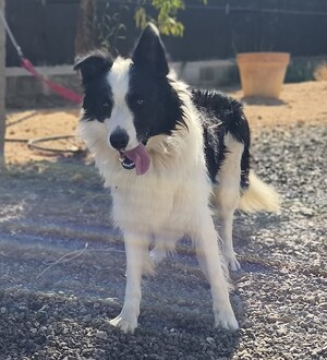 Adopter Emax