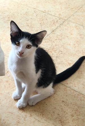 Adopter SUCHI