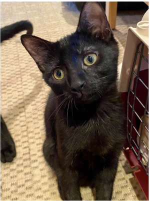 Adopter Pluton