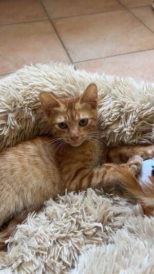 Adopter Sun