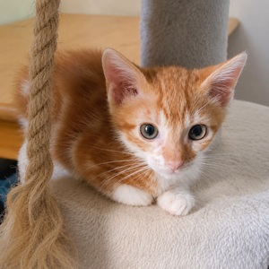Adopter MALABAR